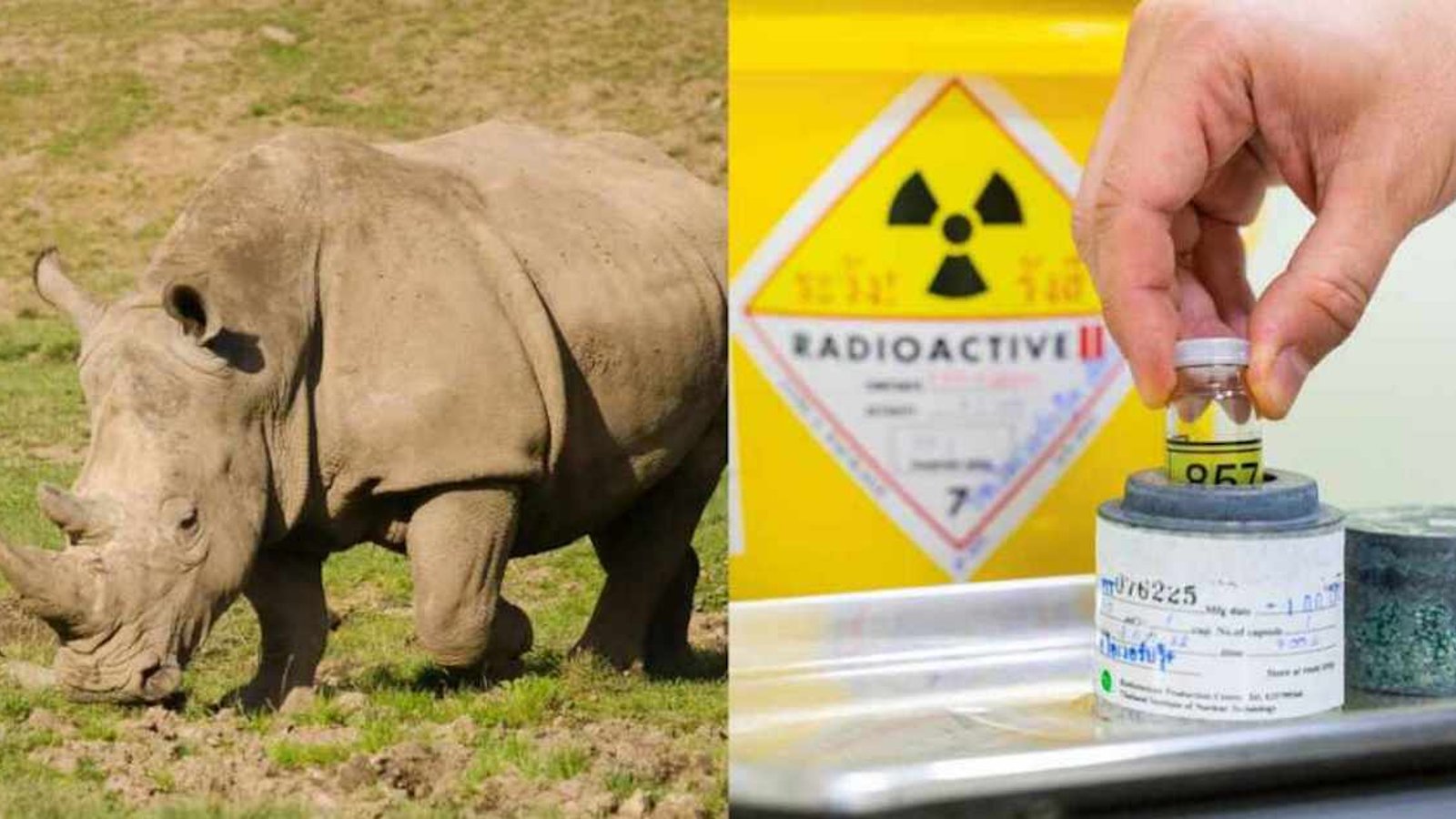 L'Afrique du Sud protège les rhinocéros en injectant des matières radioactives dans leurs cornes 