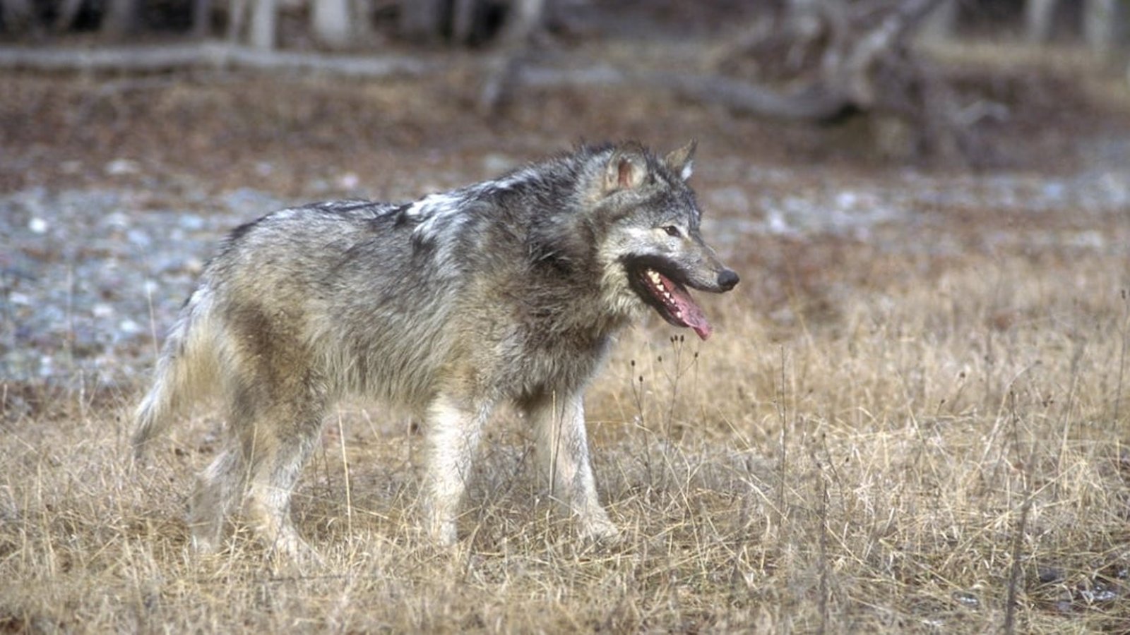 Mutation: les loups de Tchernobyl ont développé une meilleure résistance au cancer