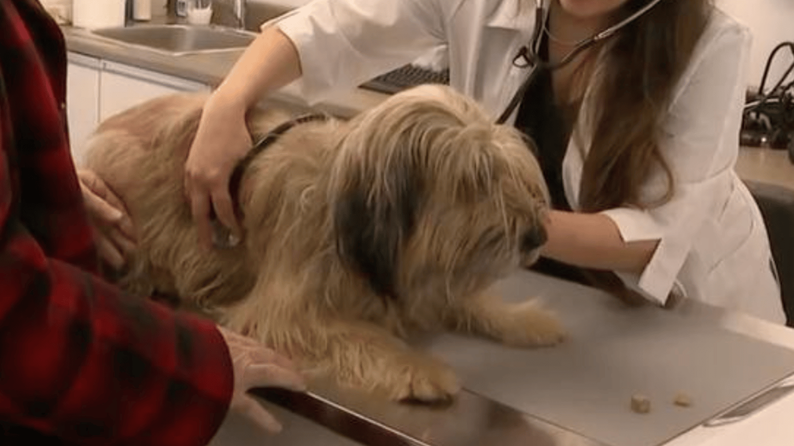 Une mystérieuse maladie respiratoire chez les chiens commence à faire son apparition chez nous 