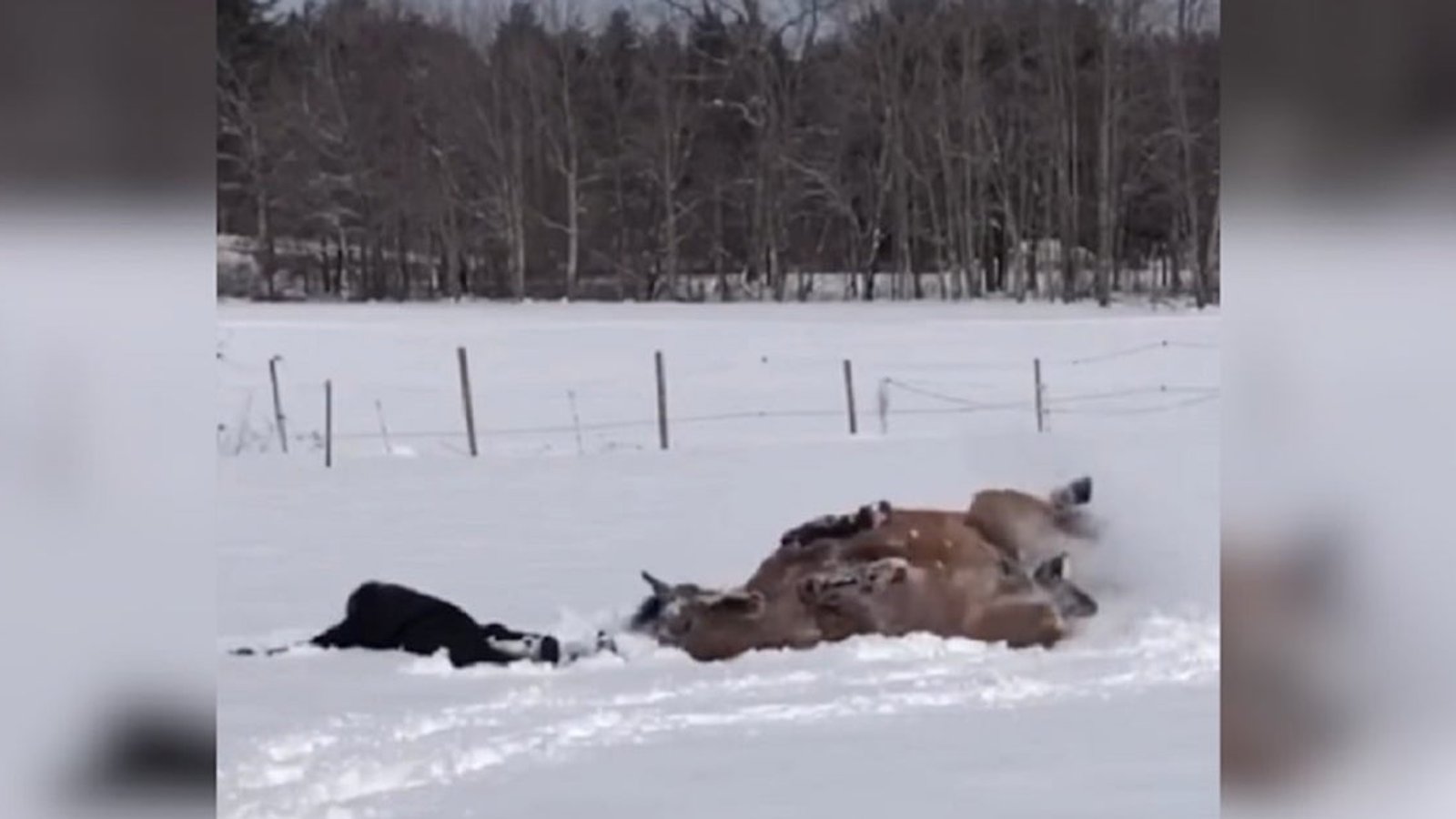 Deux chevaux qui s'amusent dans la neige, deux réactions différentes!