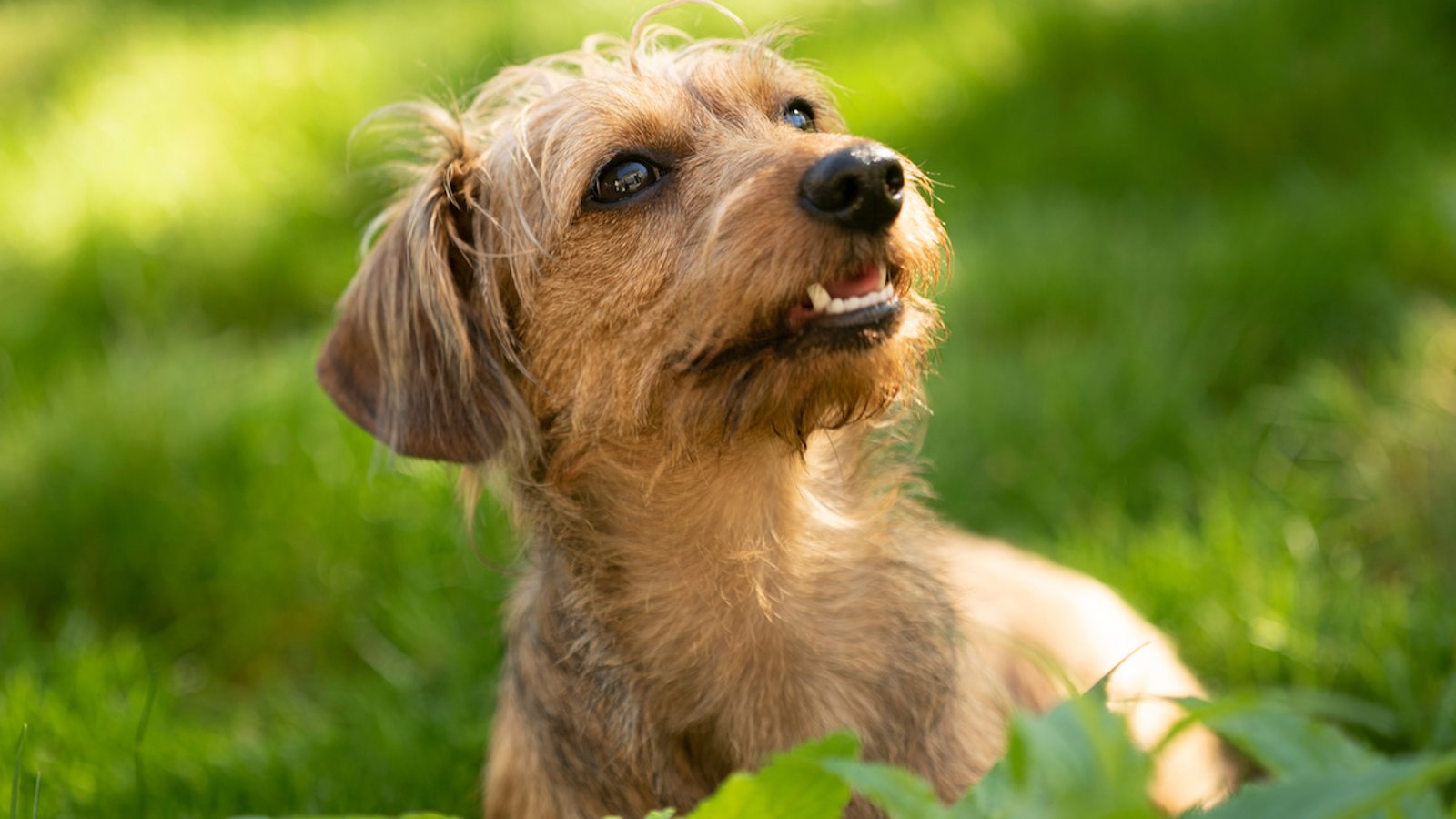 Anxiété chez le chien: le CBD est-il efficace?