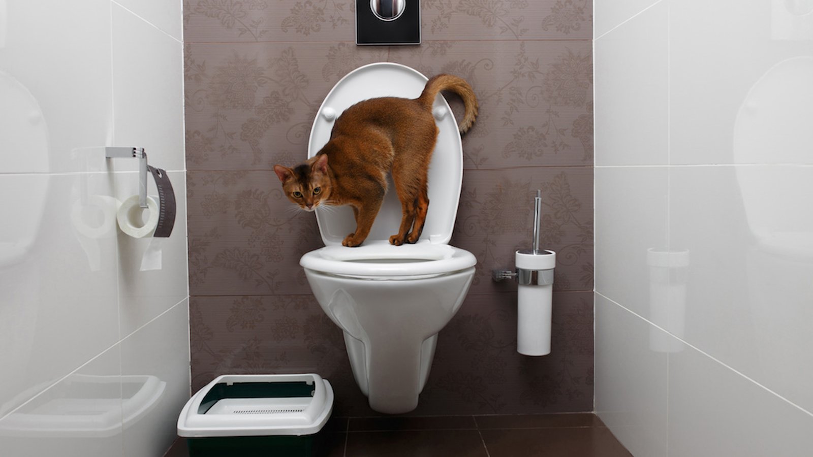 Il ne faut jamais jeter les cacas de chiens ou de chats dans les toilettes et voici pourquoi