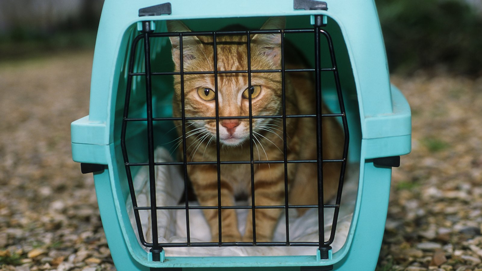  5 astuces pour que votre chat accepte d’entrer dans sa cage de transport