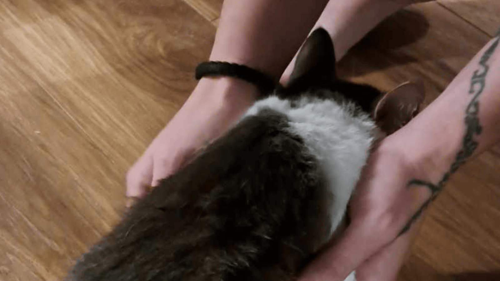 Un chat retrouvé percé par une flèche à Québec