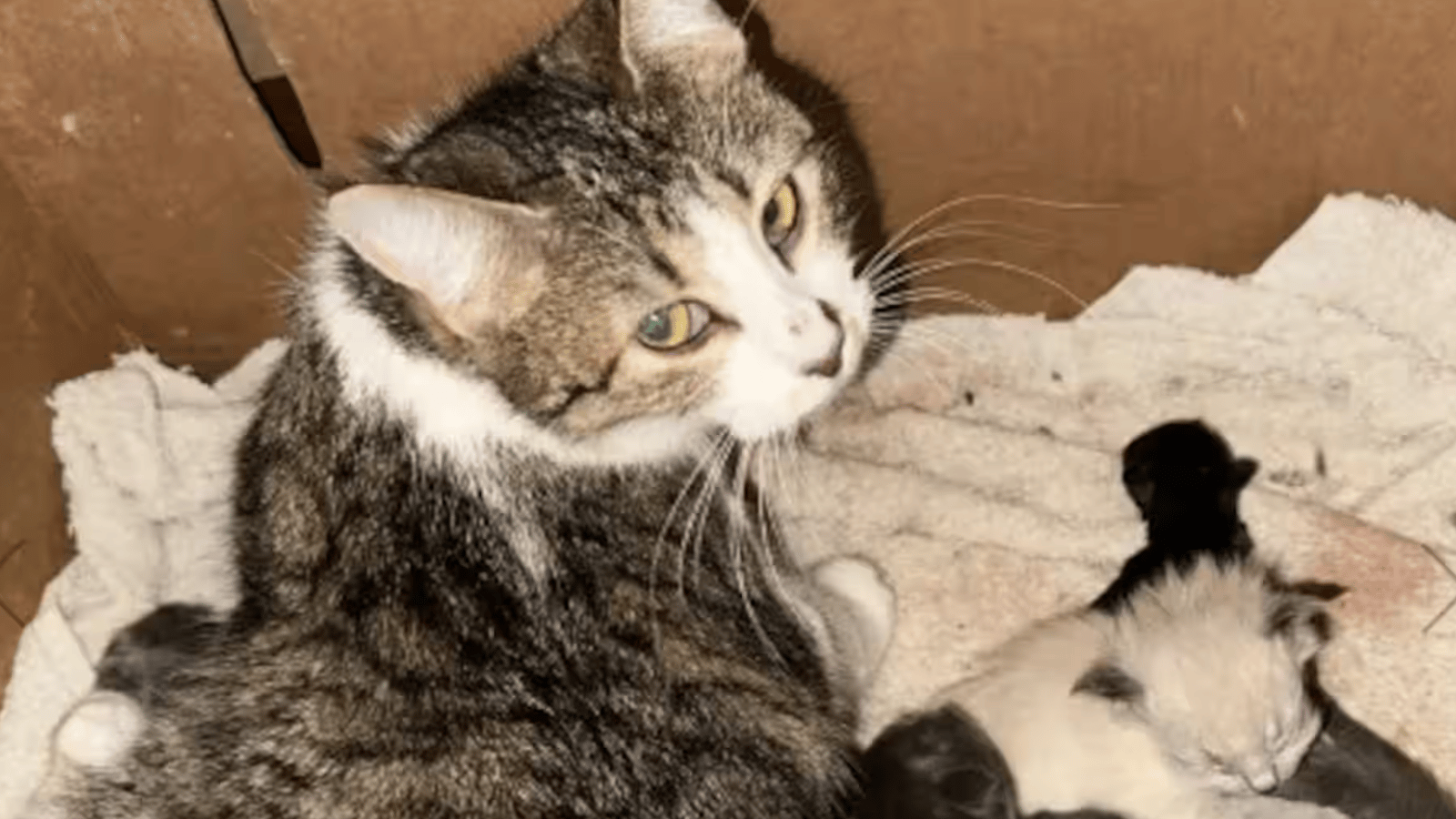 La SPCA saisit 300 chats chez un homme