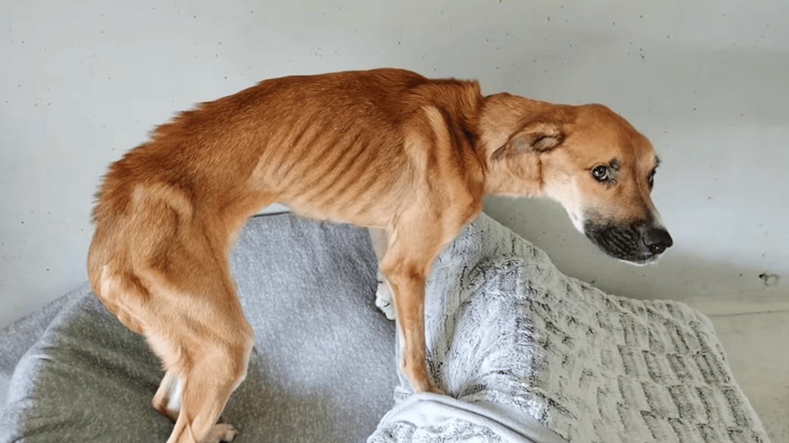 Des bénévoles se mobilisent pour sauver une chienne qui n’a plus que trois semaines à vivre.