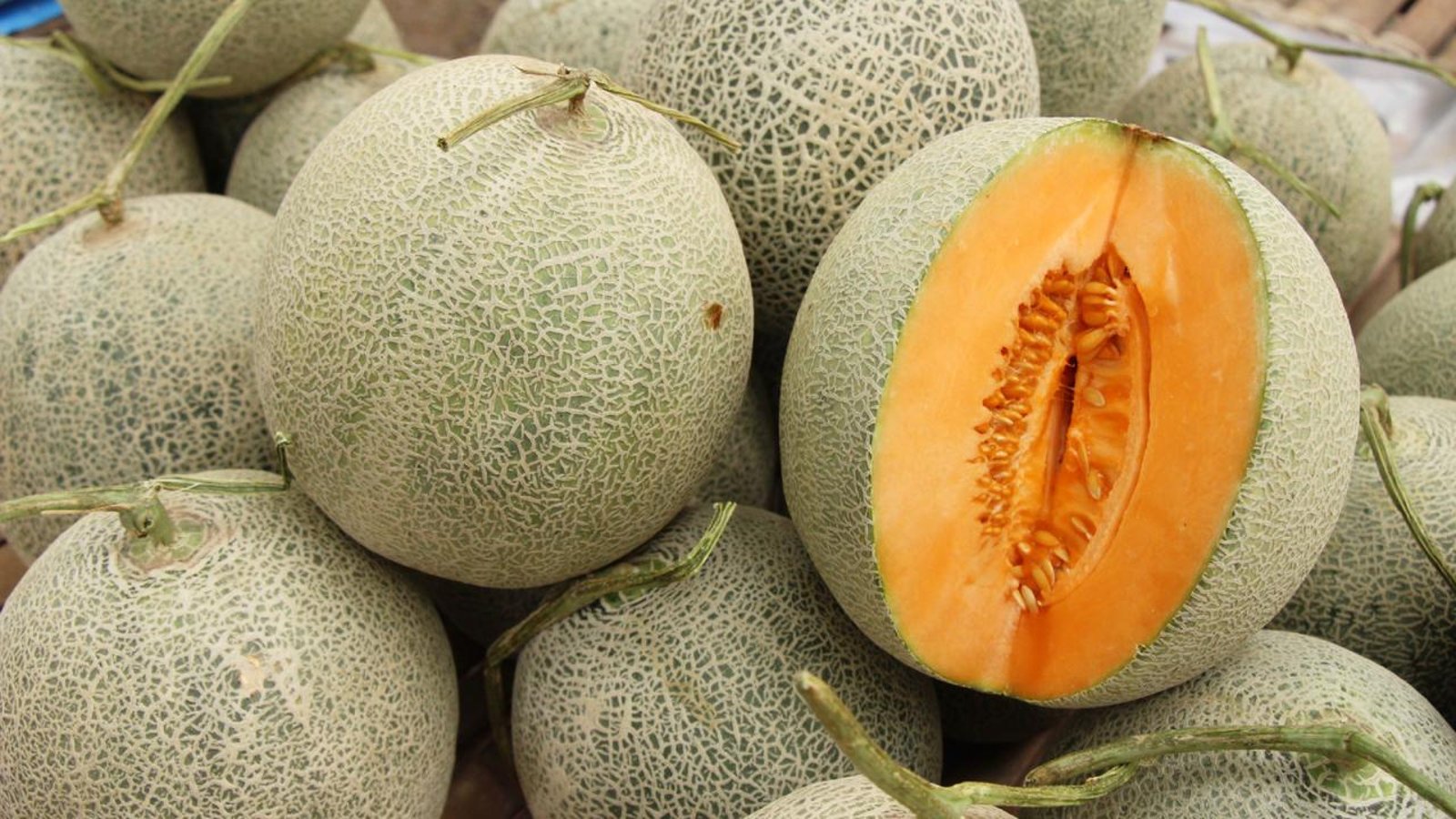 Six morts au Canada en lien avec des cantaloups contaminés par la bactérie Salmonella.