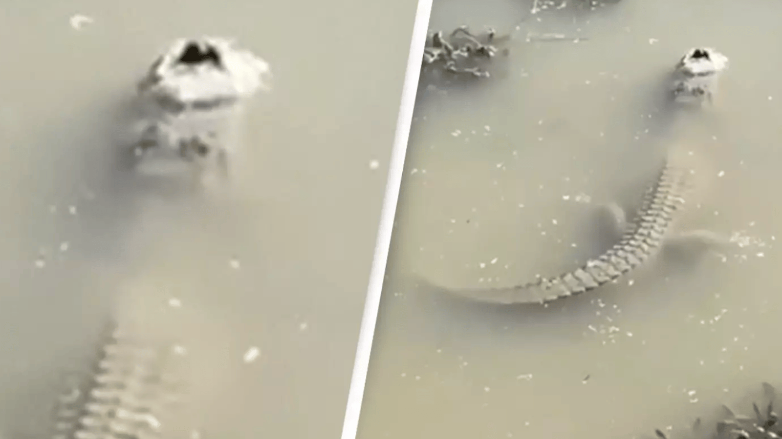 Une vidéo montre comment un alligator arrive à survivre dans la glace.