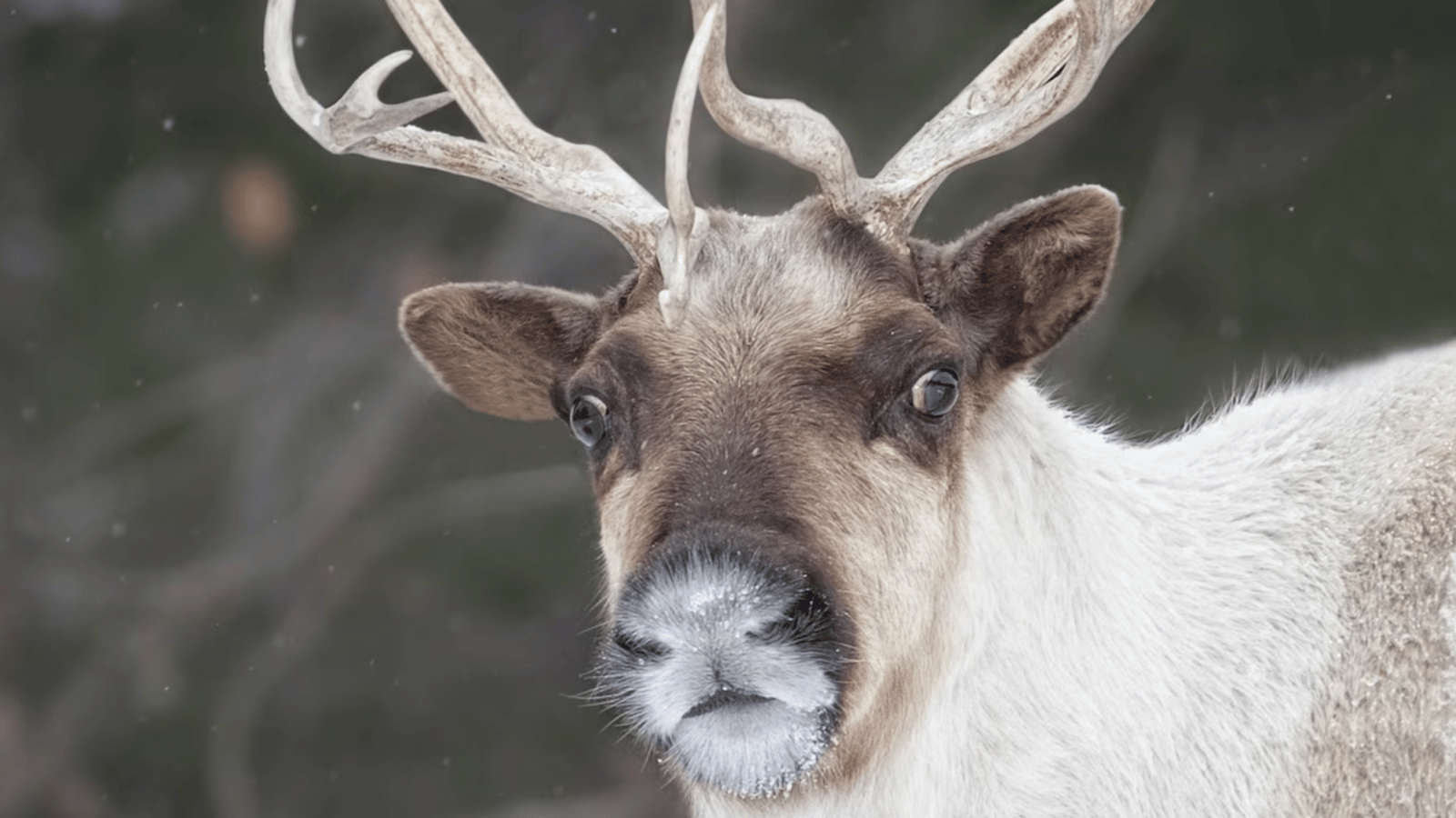 L'un des derniers caribous de la Gaspésie se fait tuer illégalement