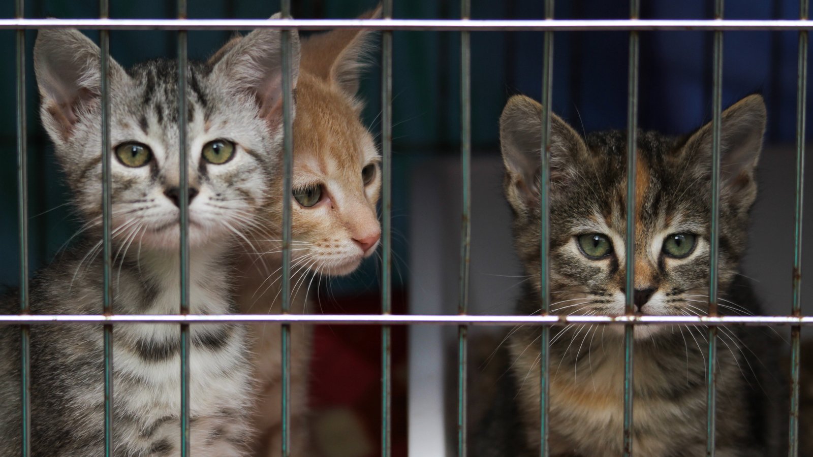 Les refuges animaliers du Québec font face à une forte hausse des abandons de chats.