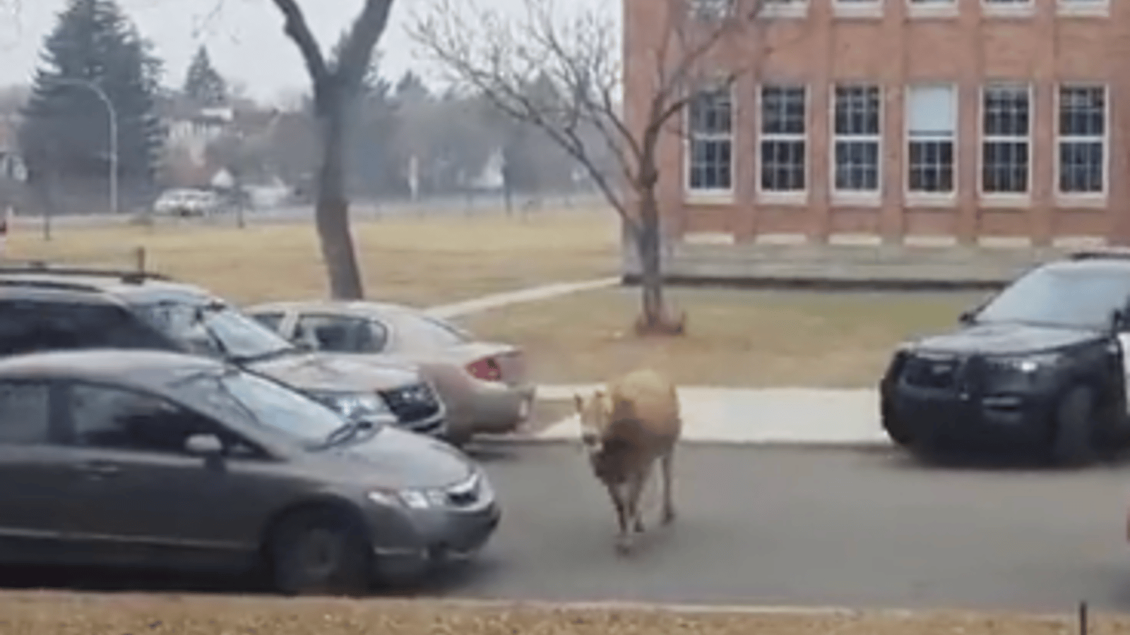 Une vache en fuite a donné du fil à retordre à de nombreux policiers