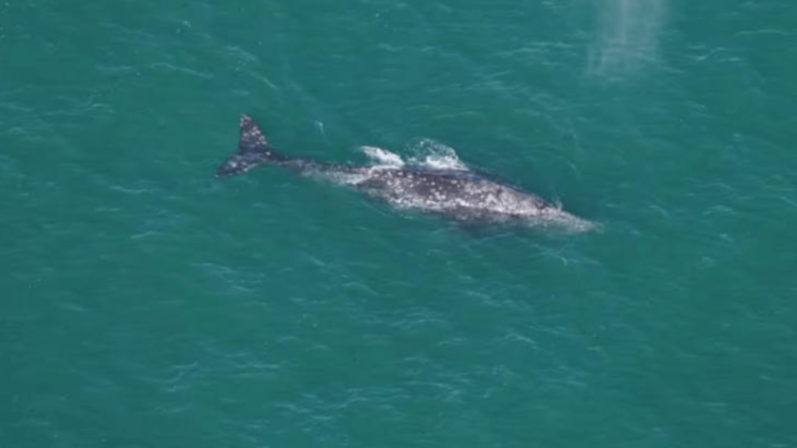 Des scientifiques observent une baleine qui «ne devrait plus exister».