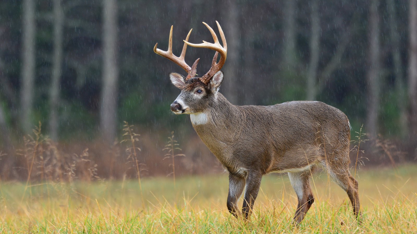Superbe annonce pour les Québécois chasseurs de chevreuil. 