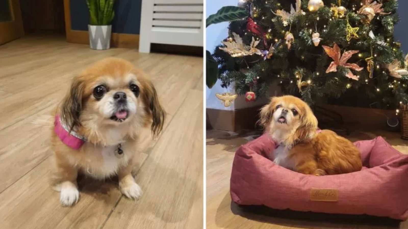 Ne pouvant pas monter avec leur chien dans l'avion, ils l'abandonnent à l'aéroport.