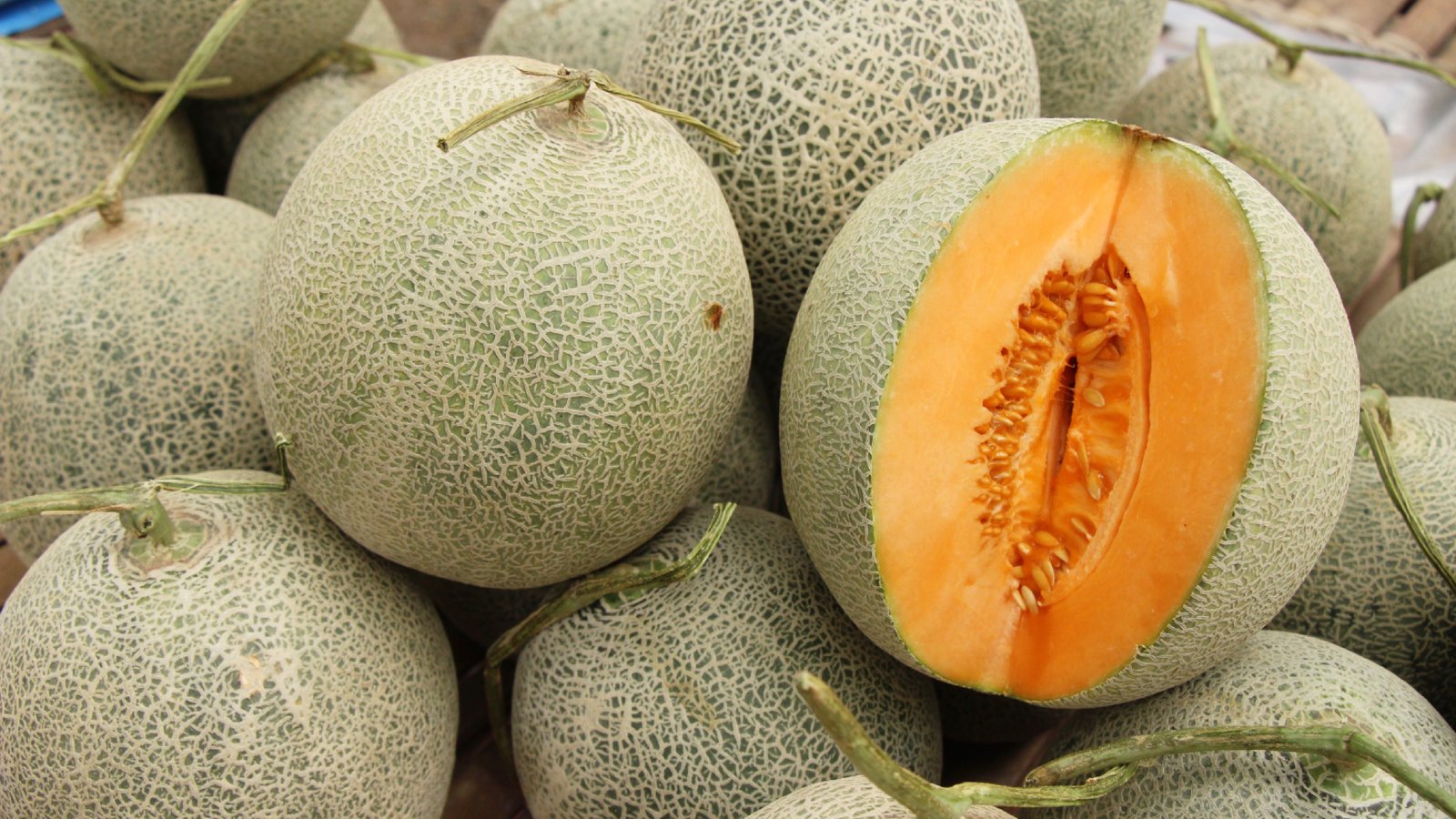 Cinq décès au Canada sont maintenant liés à des cantaloups contaminés par la salmonellose.