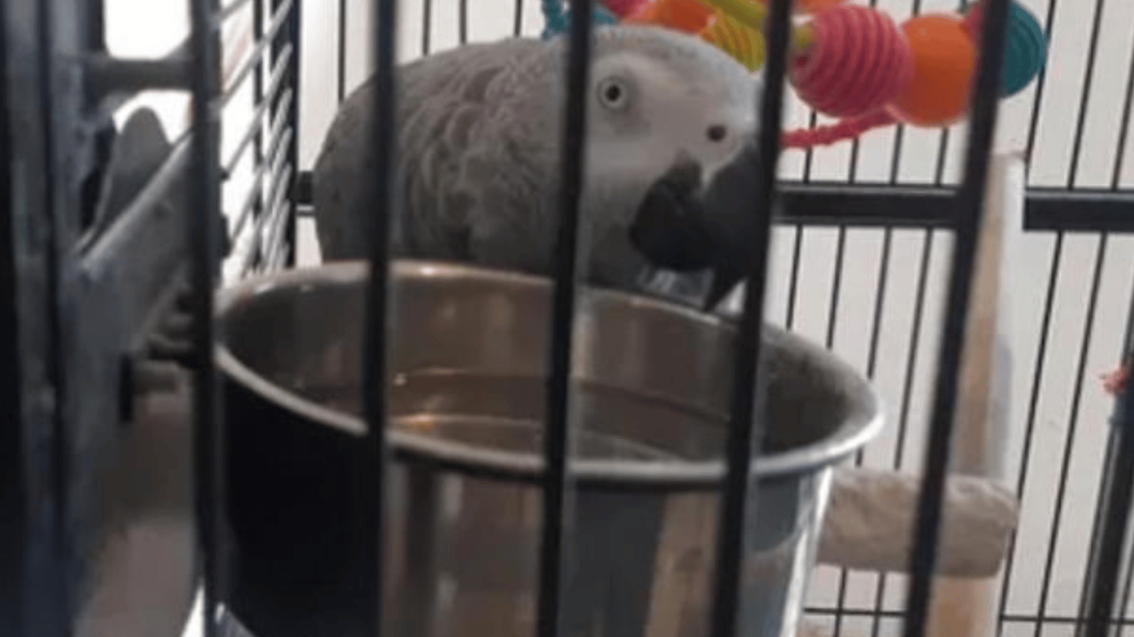 Un perroquet sauve une famille de l'incendie de leur maison.