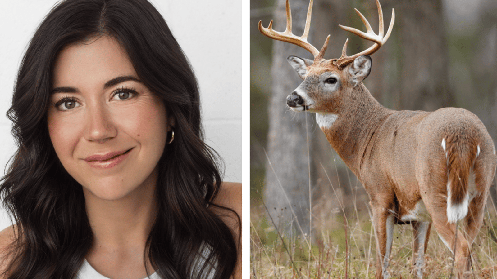 Longueuil obtient finalement l'autorisation d'abattre des cerfs du parc Michel-Chartrand