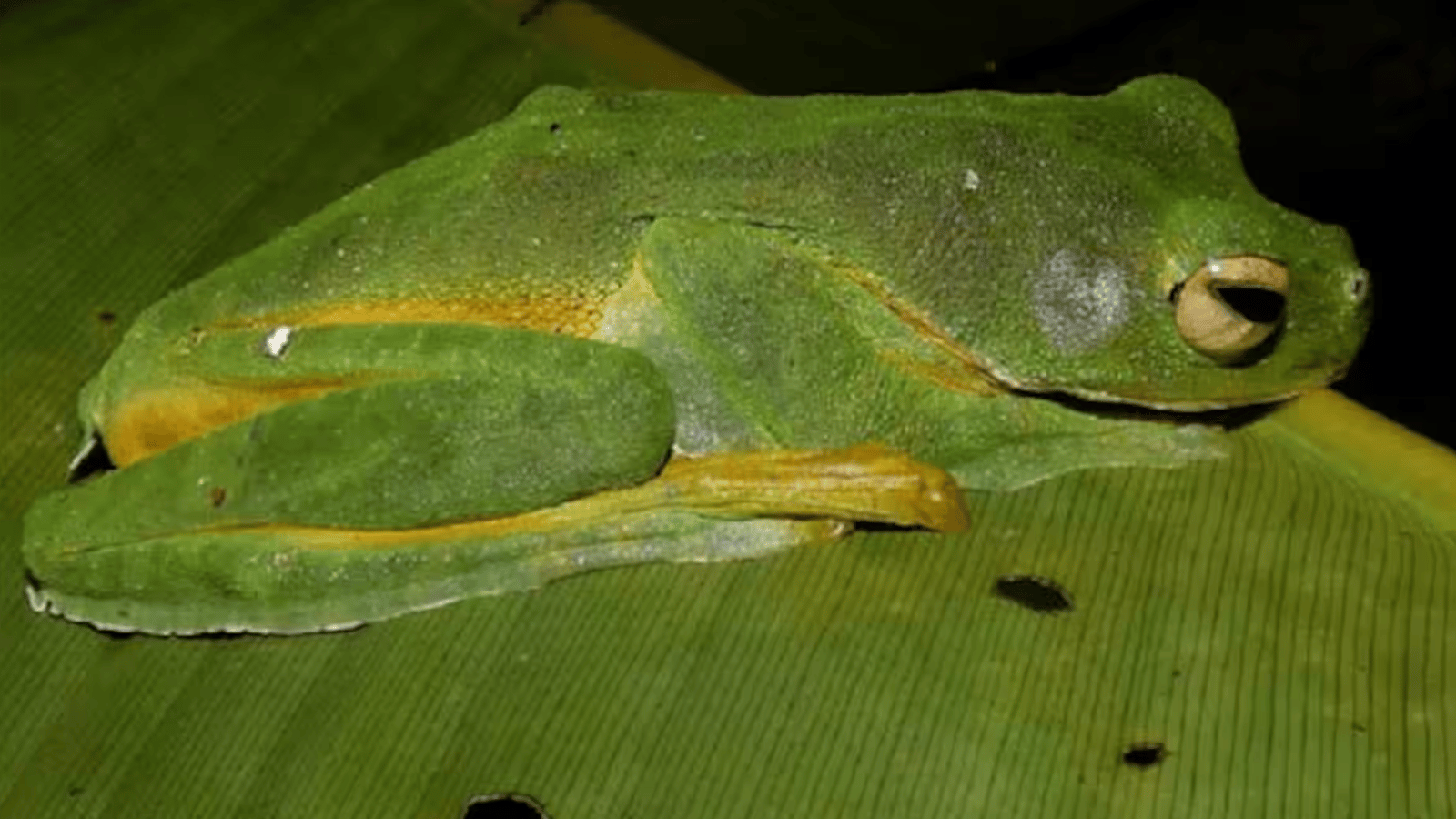 Des grenouilles se transforment en caca pour échapper à leurs prédateurs