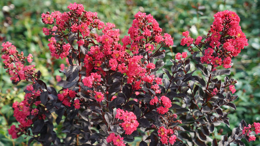 Vous avez des scarabées japonais? Cinq plantes à éviter et leurs alternatives pour votre jardin