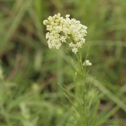 Vous avez des scarabées japonais? Cinq plantes à éviter et leurs alternatives pour votre jardin