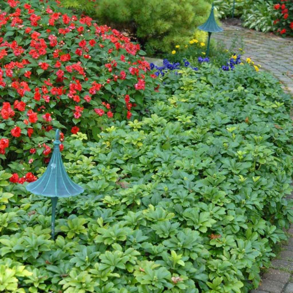 Vous avez des scarabées japonais? Cinq plantes à éviter et leurs alternatives pour votre jardin