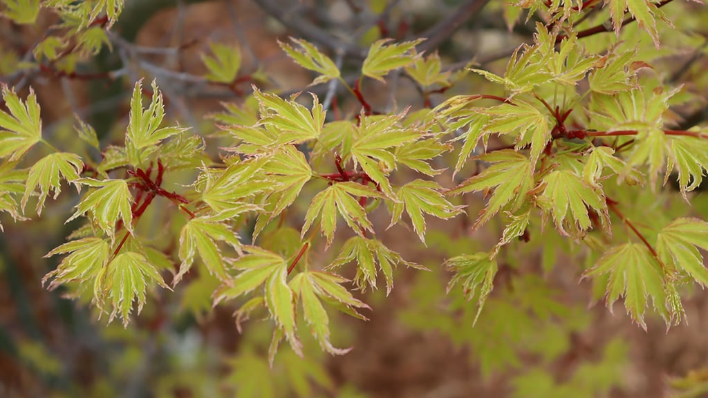 Vous avez des scarabées japonais? Cinq plantes à éviter et leurs alternatives pour votre jardin