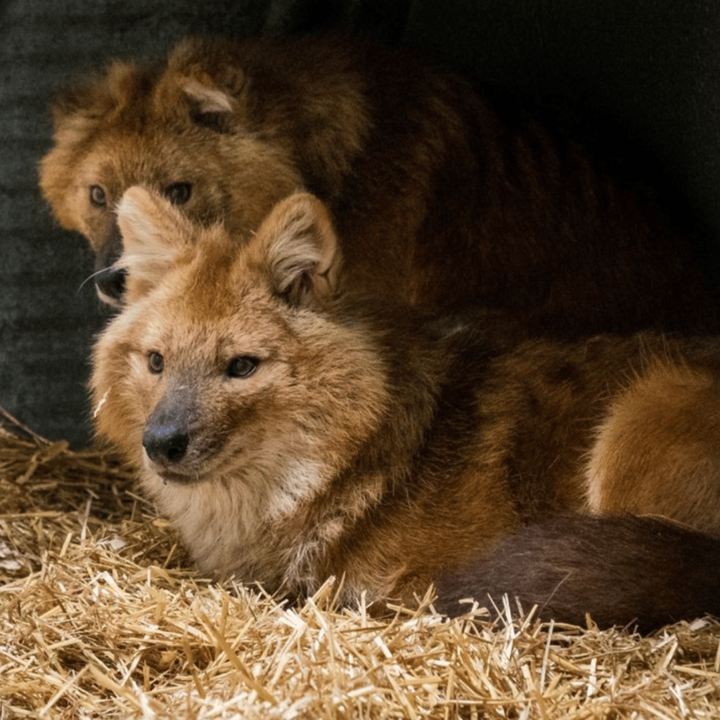 Le zoo de Granby vous présente leurs deux nouveaux pensionnaires d'une espèce très rare