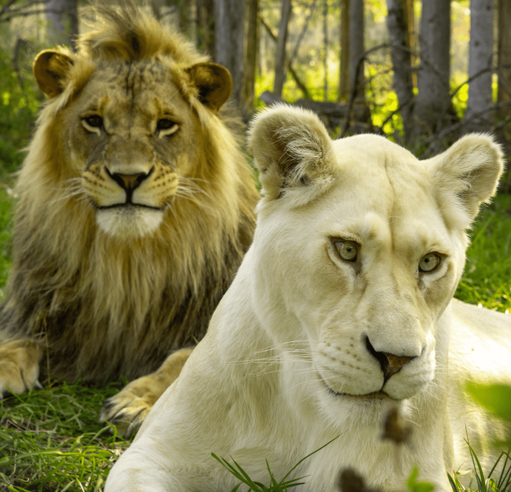 Clifford Miller et Émilie Ferland annoncent une grande nouvelle concernant le Miller Zoo