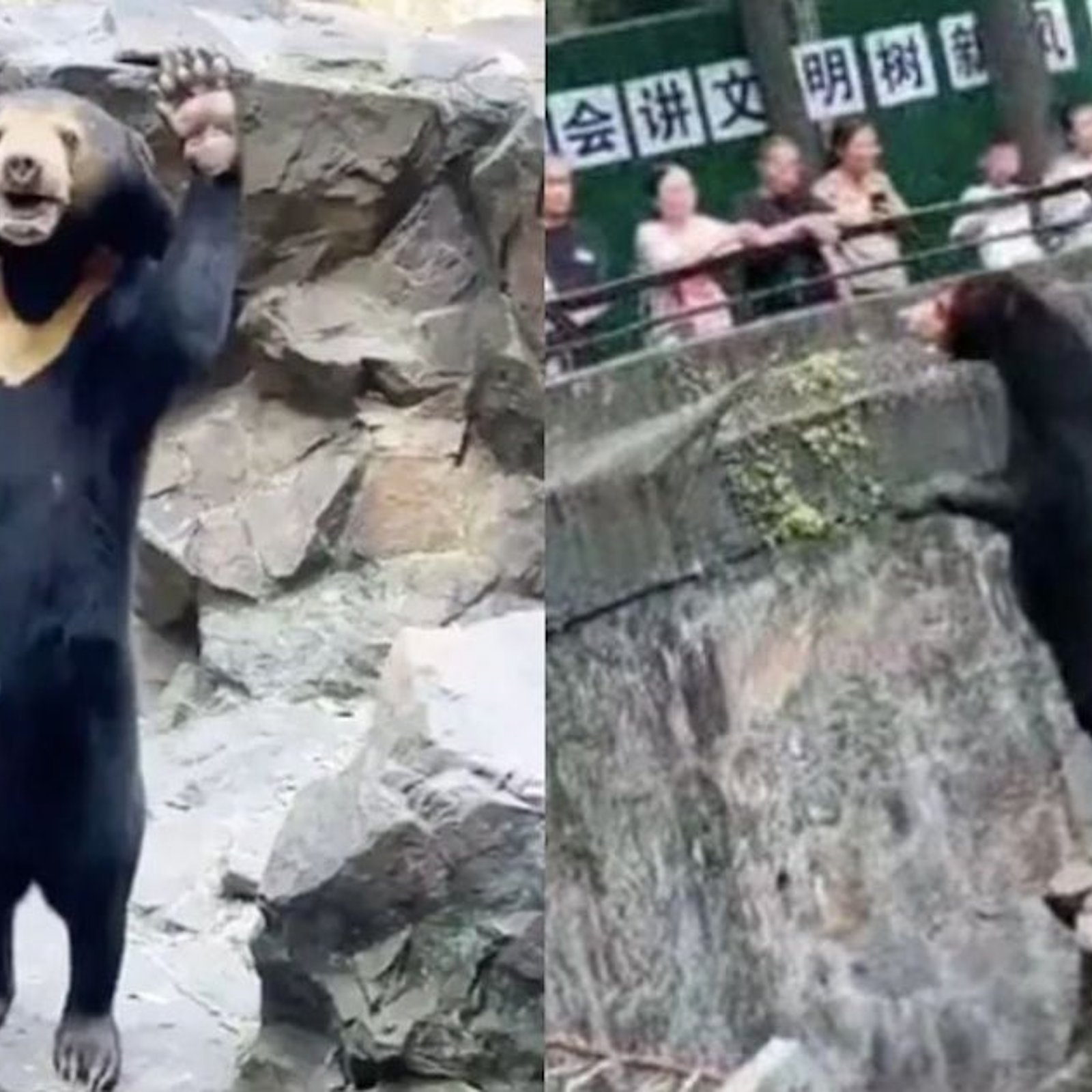 La vidéo et la photo d’un ours dans un zoo sèment la confusion chez les internautes