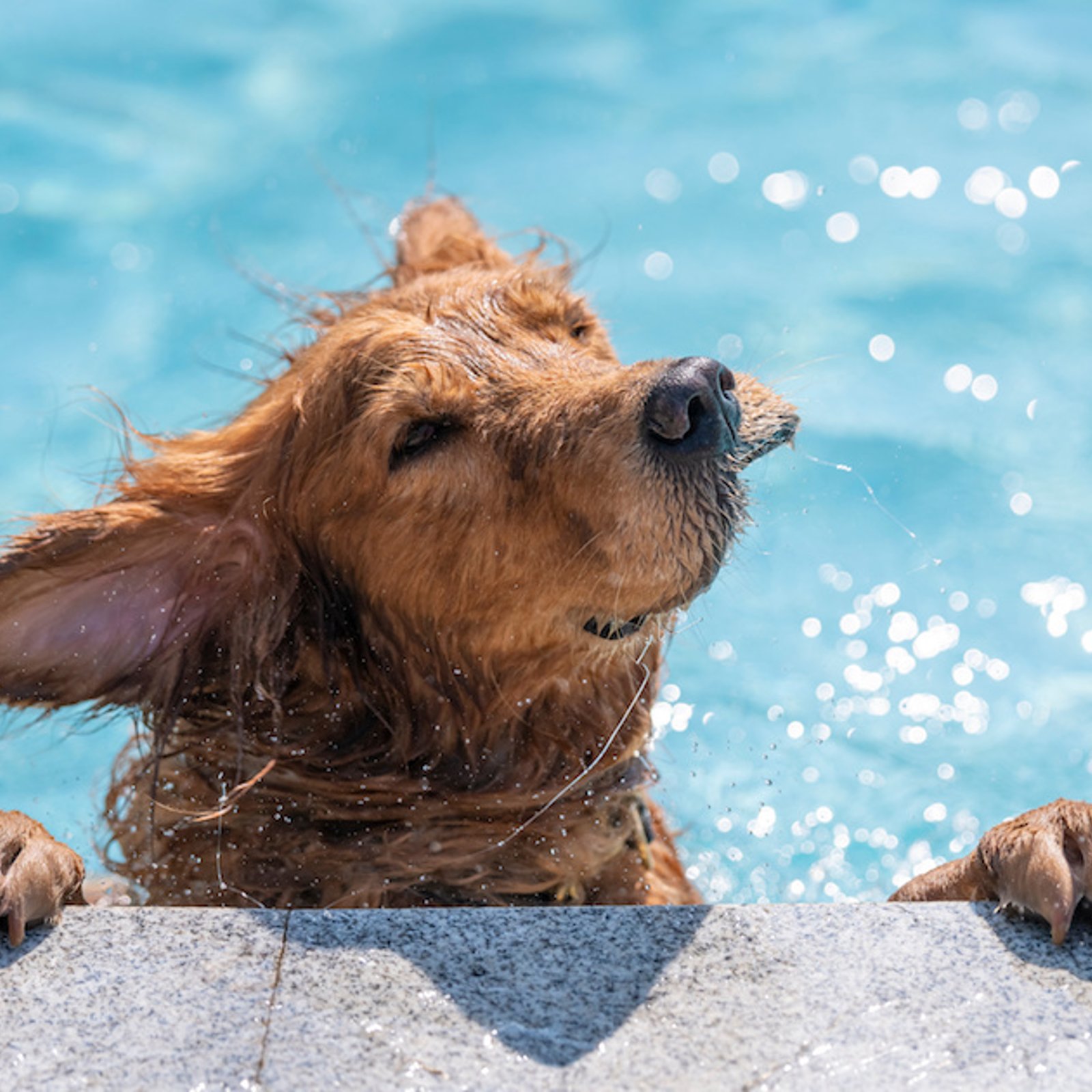 On vous déconseille de laisser votre chien se baigner dans la piscine et voici pourquoi