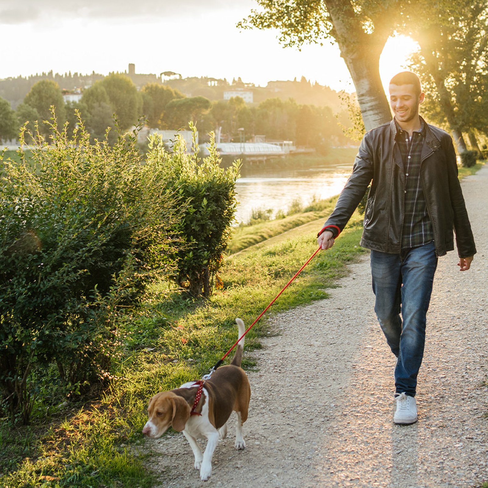 Comment dresser son chien à marcher en laisse : guide complet