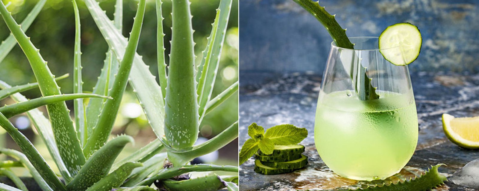 Les avantages de la plante d'Aloes Vera pour le corps humain et notre santé! 