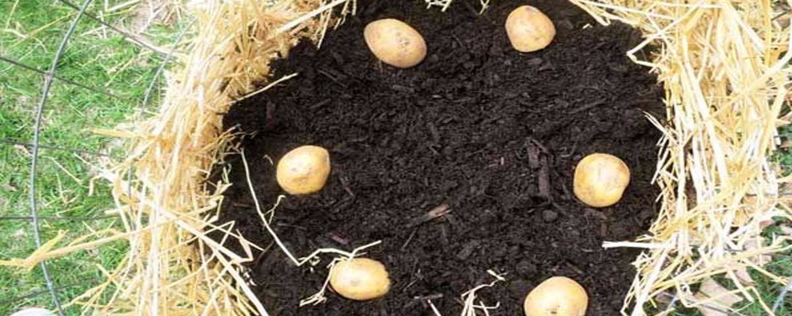 Comment faire pousser des pommes de terre pour toujours en avoir en réserve 