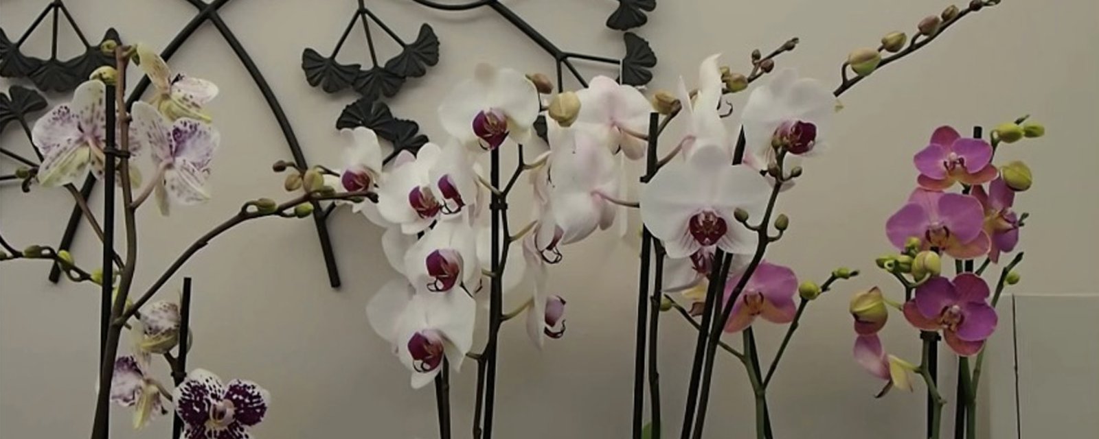 10 conseils pour faire refleurir une orchidée 