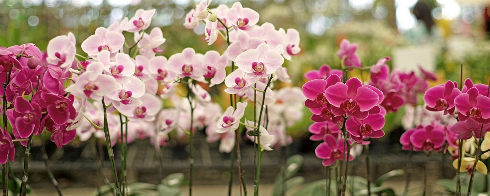Les 5 règles de base pour bien prendre soin d'une orchidée