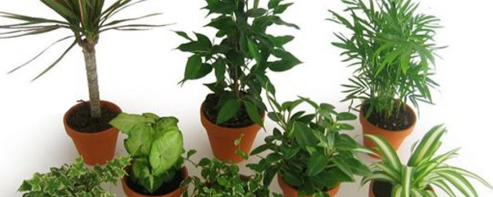 Listes des plantes qui purifient l'air de nos maisons 