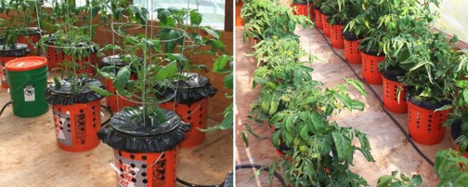 Comment faire pousser les plants de tomates en seaux