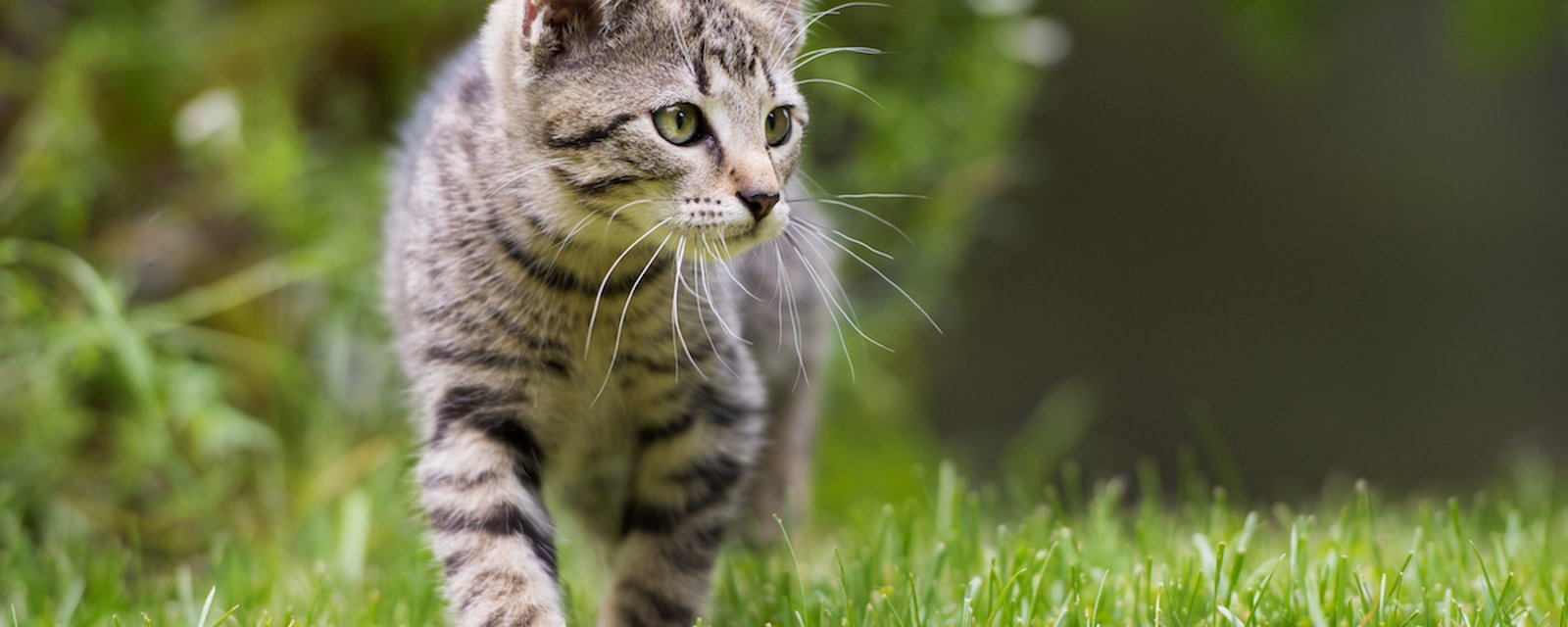 Conseil animalier: il vaut mieux empêcher votre chat de sortir de la maison