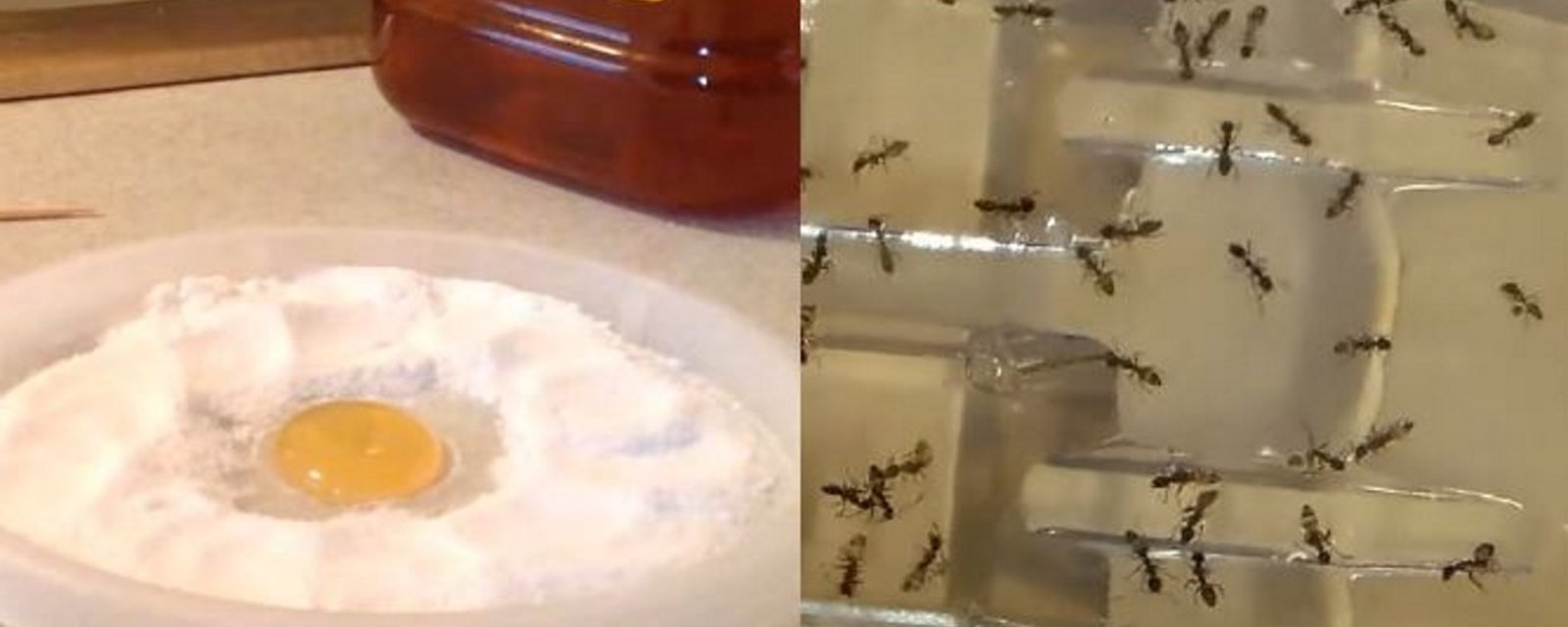 Plus jamais vous verrez une seule fourmi, une puce ou un cafard dans votre maison grâce à cet ingrédient puissant! 