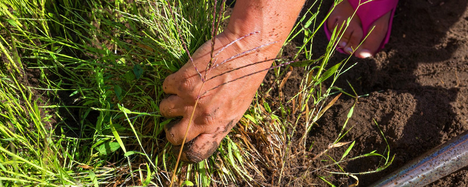 Approuvés par les pros du jardinage: 9 herbicides naturels qui ne tuent pas les fleurs
