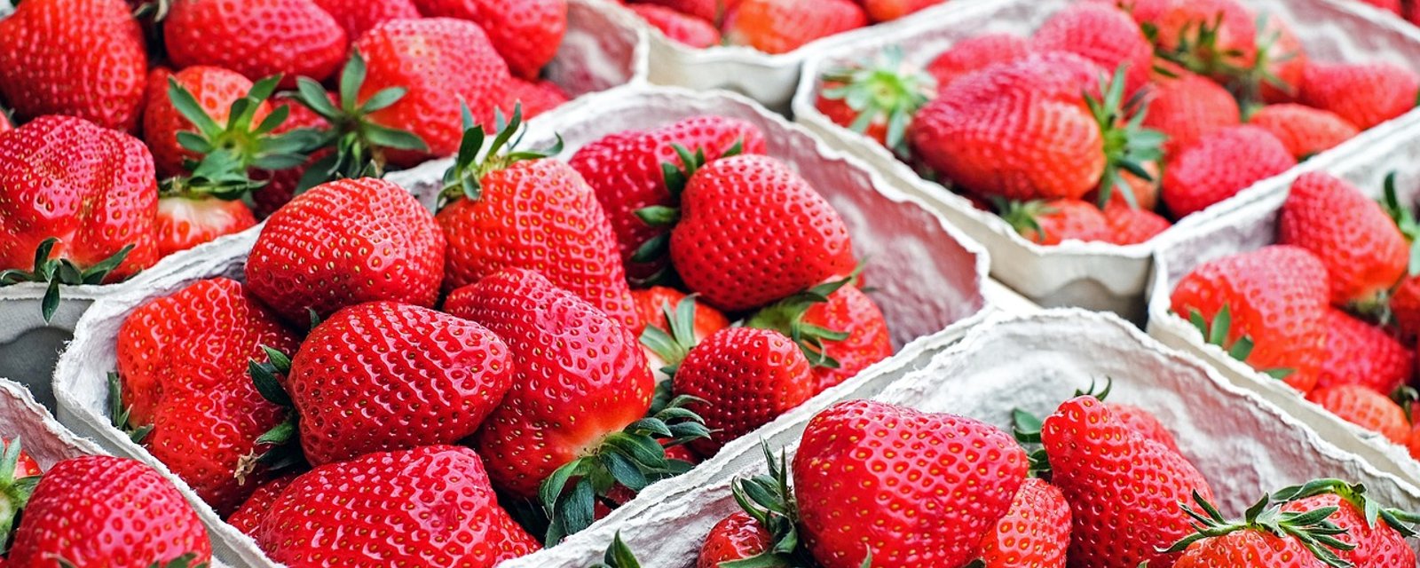 Comment conserver les fraises fraîches beaucoup plus longtemps
