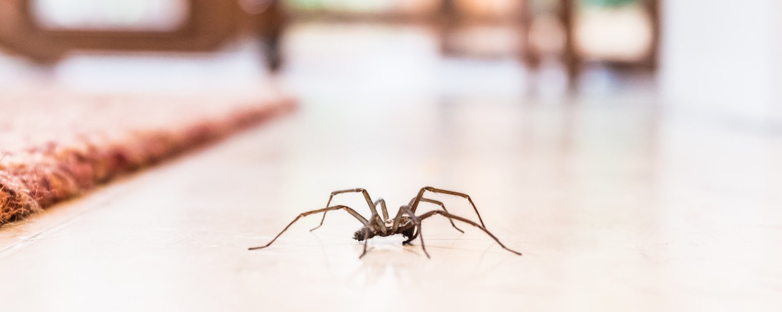 Un expert explique pourquoi nous ne devrions jamais tuer les araignées dans nos maisons