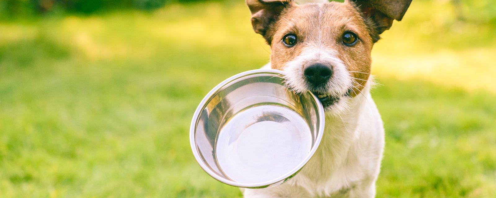 7 aliments qui sont bons pour la santé de votre chien