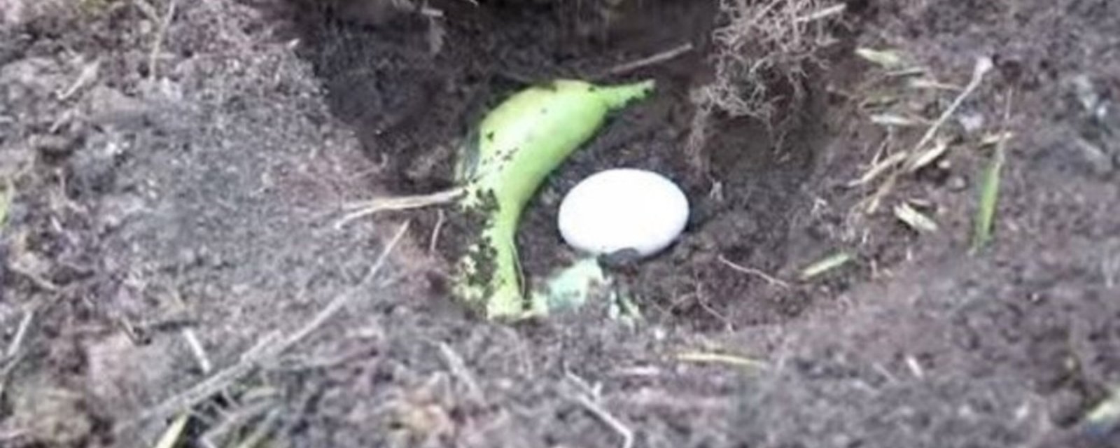 Il met une banane et un œuf dans un trou dans le sol: ce qui se produit est fantastique!