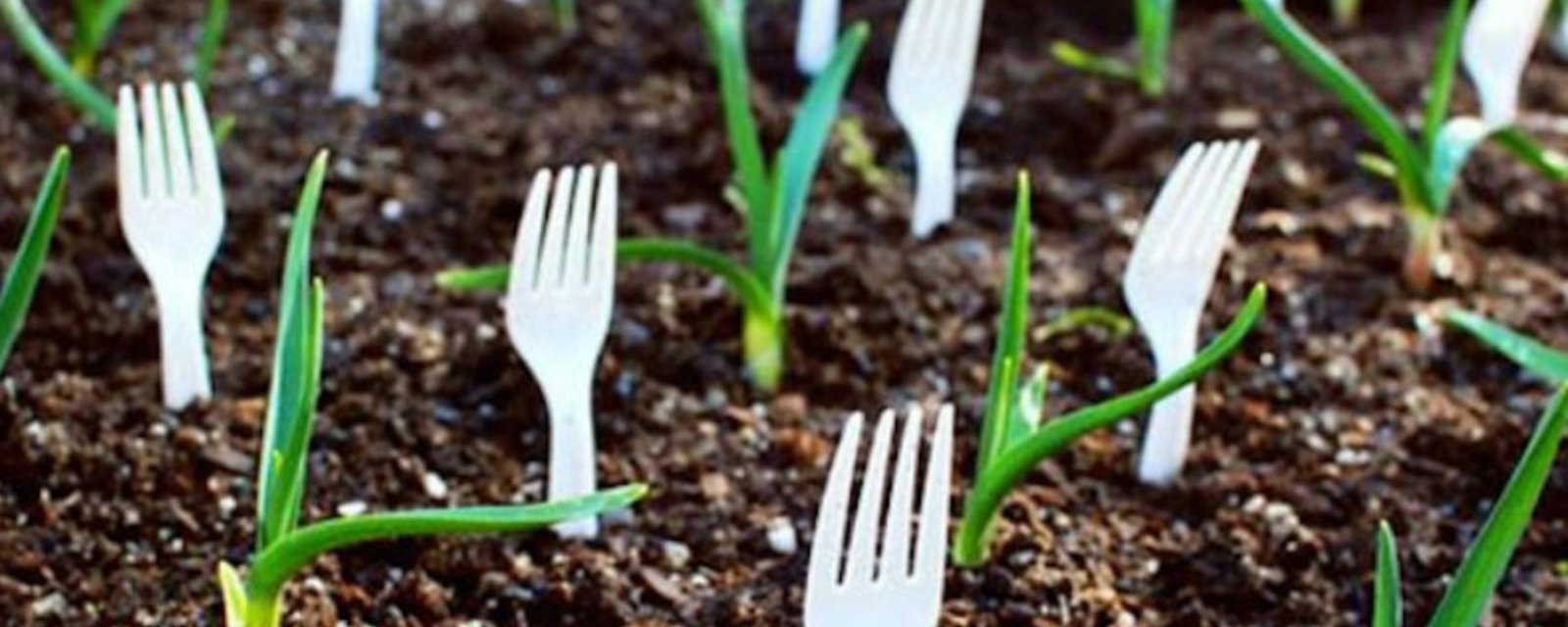 Plantez des fourchettes en plastique dans votre jardin et regardez ce qui arrive! Ou plutôt, ce qui n’arrivera plus!