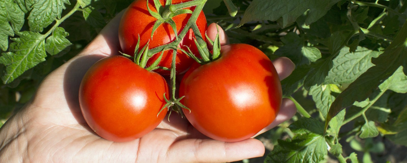 Je voulais savoir pourquoi ses tomates sont plus sucrées que les miennes: il m’a révélé son secret!