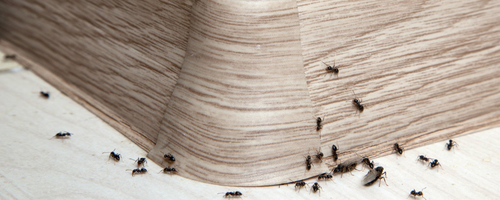Débarrassez-vous des fourmis autour et dans la maison en une seule nuit!
