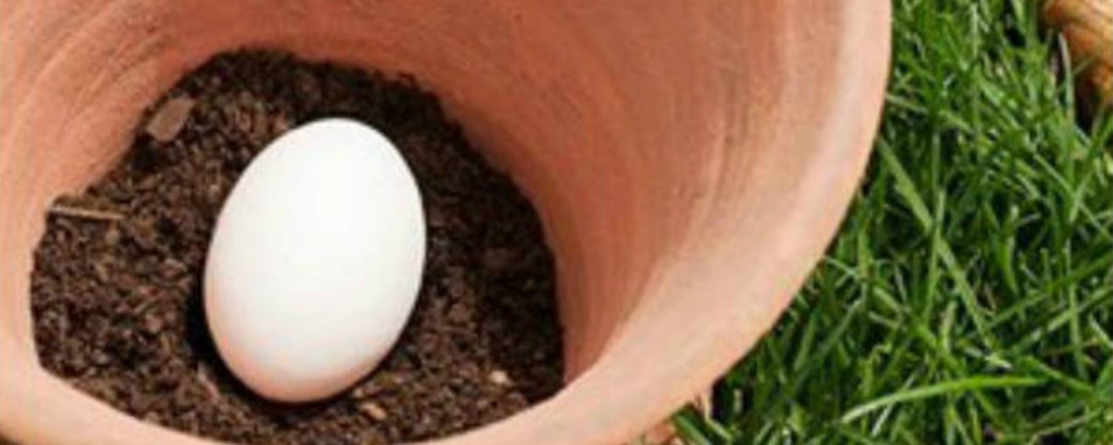 Pourquoi devriez-vous planter un œuf cru dans vos pots de fleurs? Parce que ça marche!