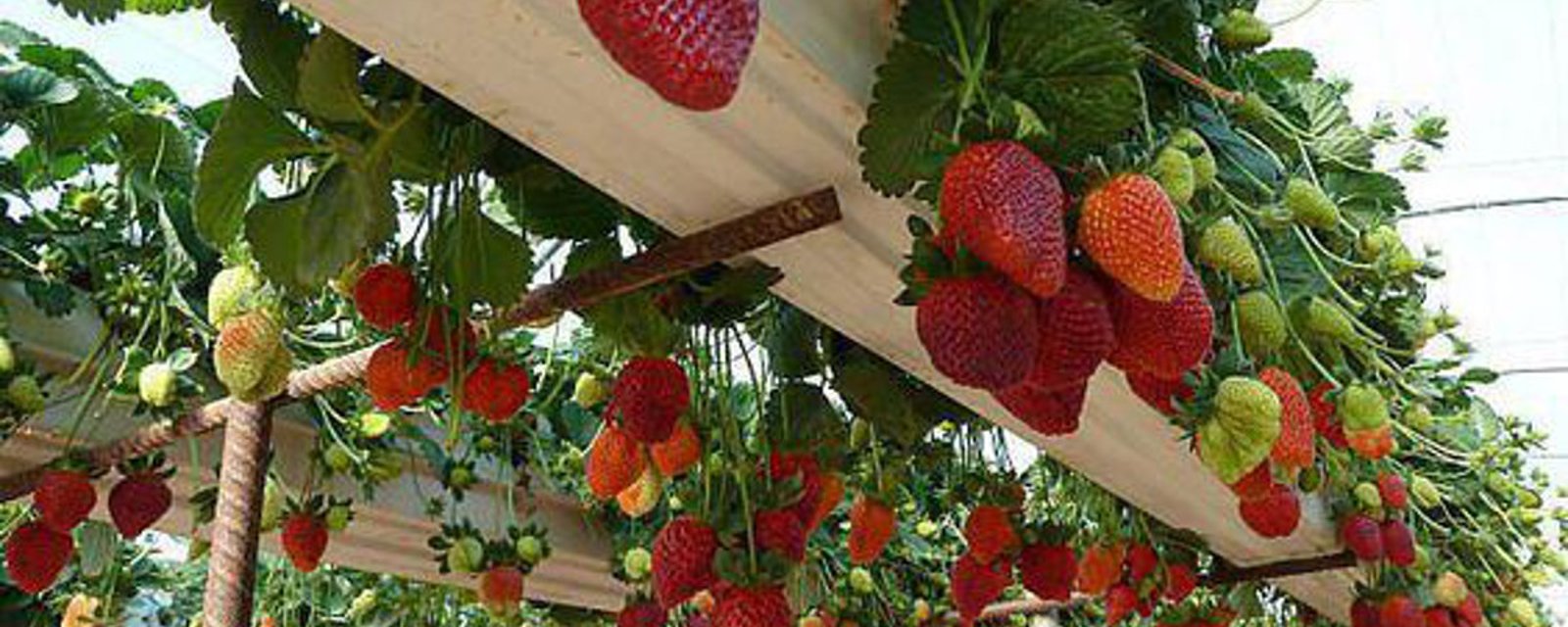 9 incroyables façons de faire pousser les fraises!! À la verticale, en hauteur, en pot, etc...! 