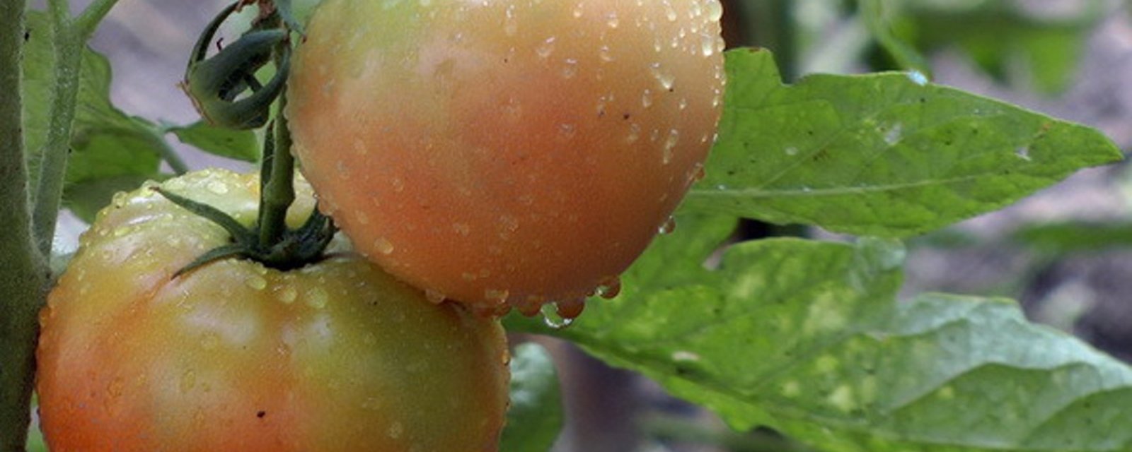 Trop de pluie! Comment sauver nos plants de tomates! 